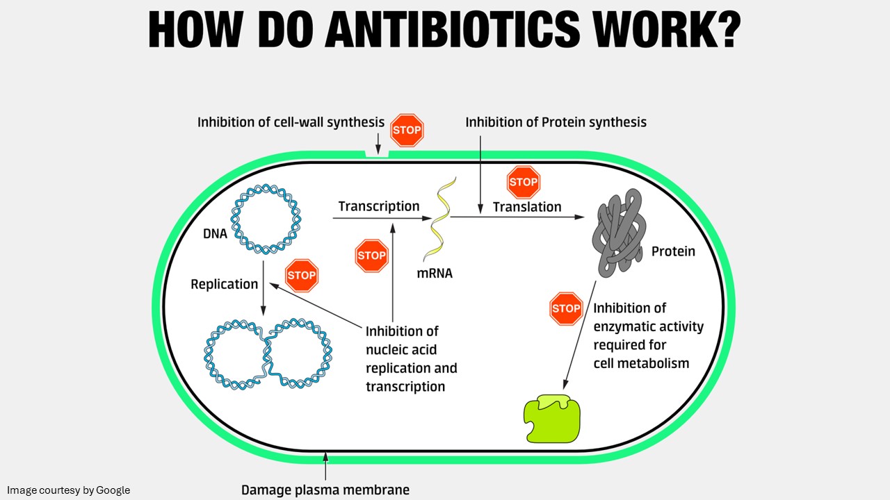 augmentin antibiotic